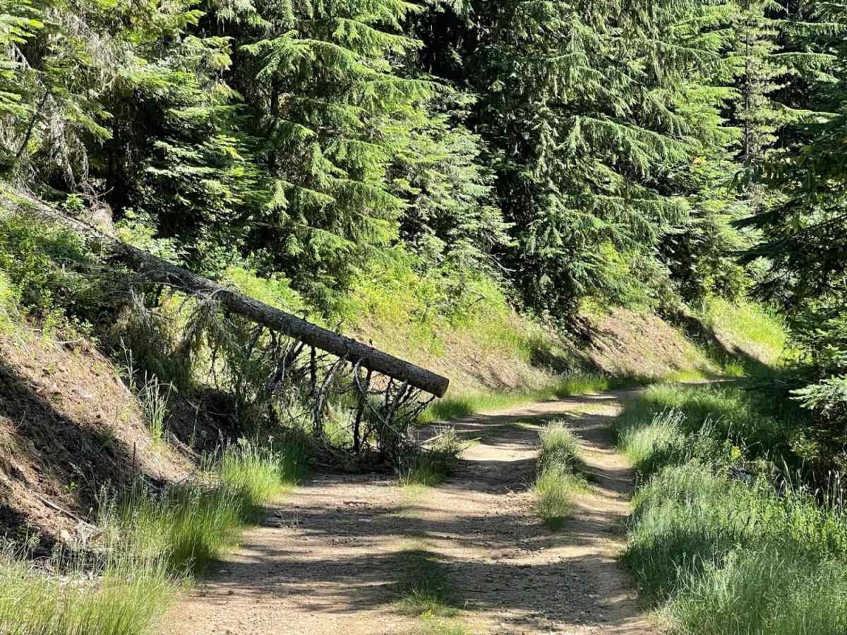 Gurley Saddle trail photo