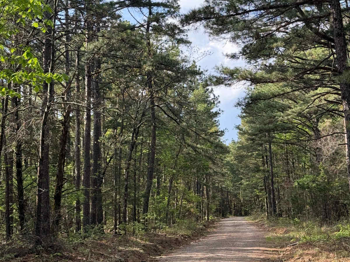 Piney War Trail photo 6
