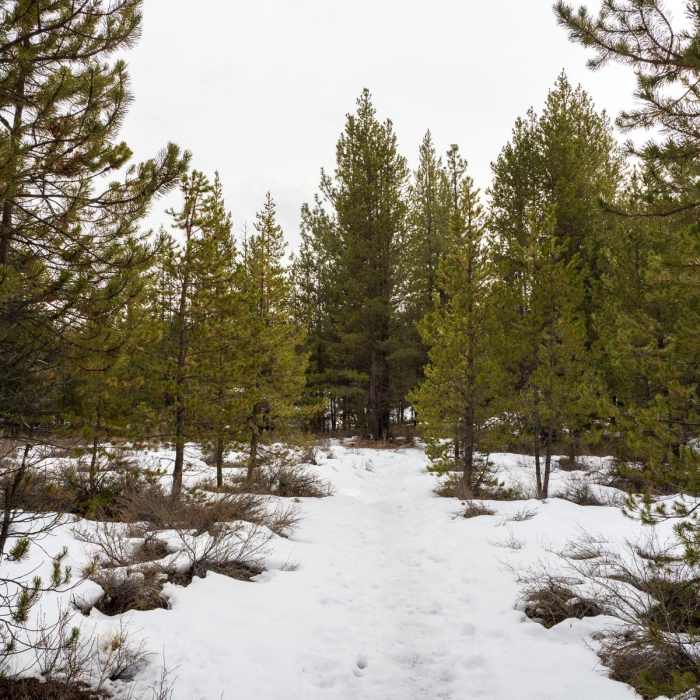 Near Deschutes River Loop