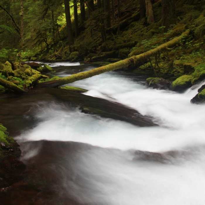 Near Panther Creek Falls