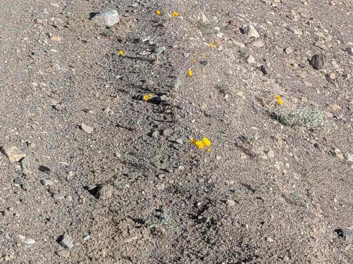 BLM 137 photo 2