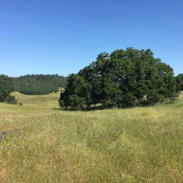 Near Annadel Park Channel Drive Loop