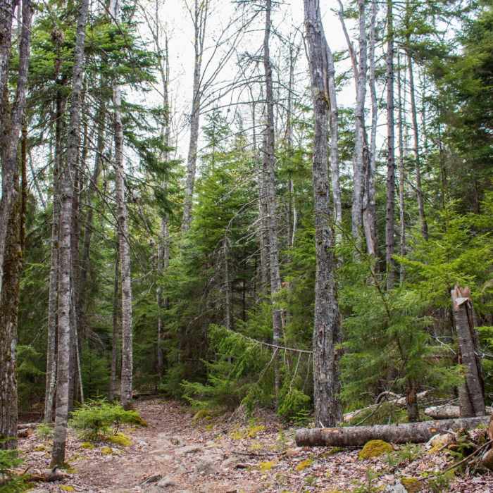 Near Cadillac Mountain South Ridge Trail Near Cadillac Mountain South Ridge Trail