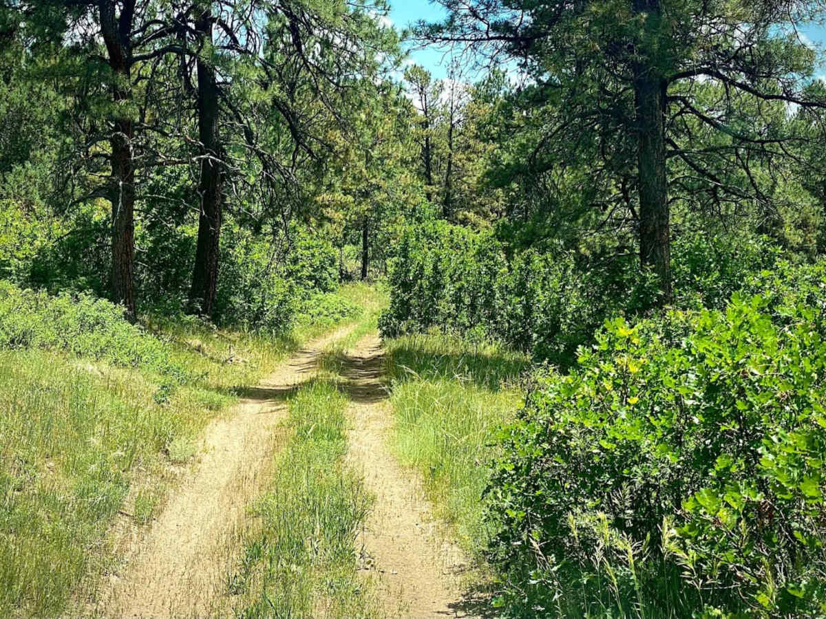 Eight Mile Mesa C-USFS Rd #651C photo 6