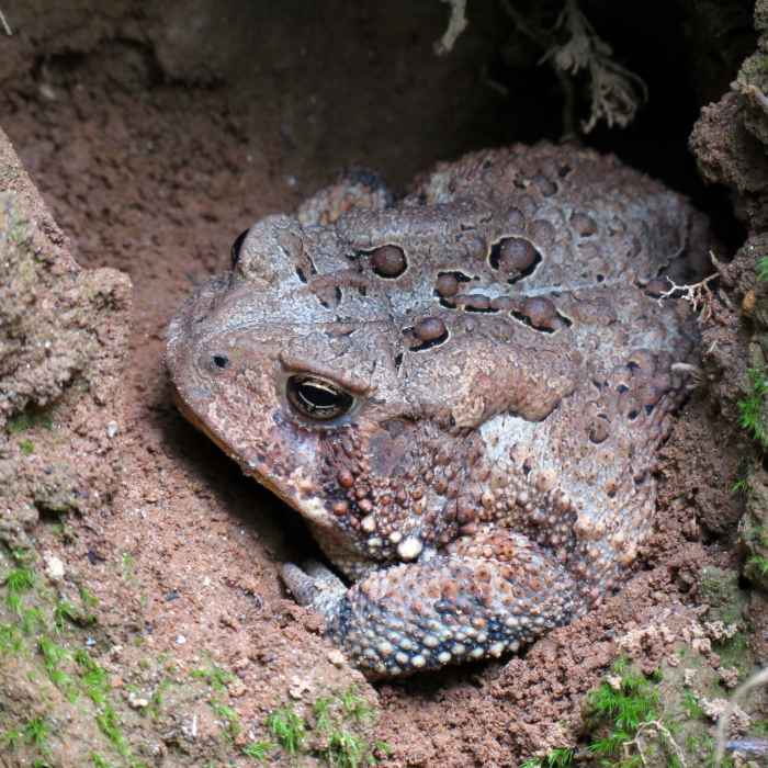 Near Pinehurst Trail