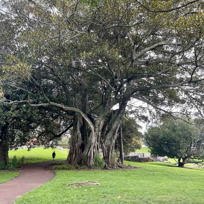 Near One Tree Hill Hike