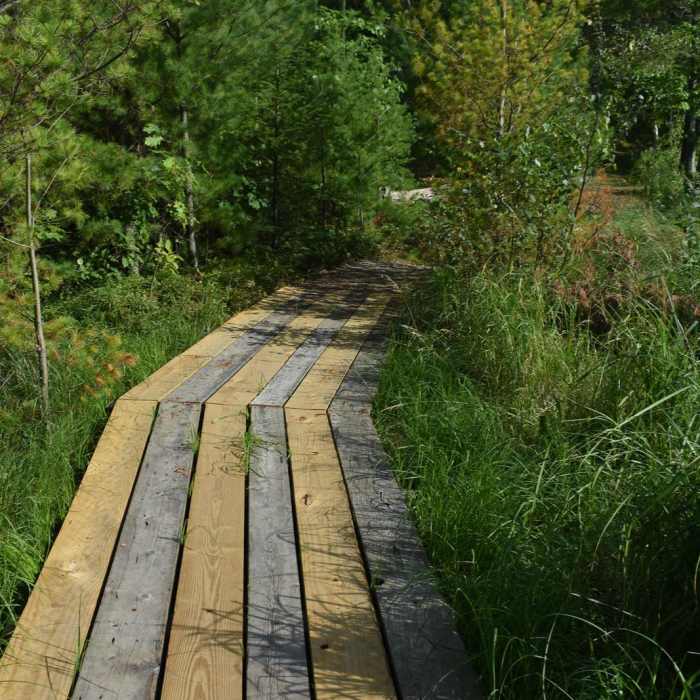 Near Loon Lake Trail