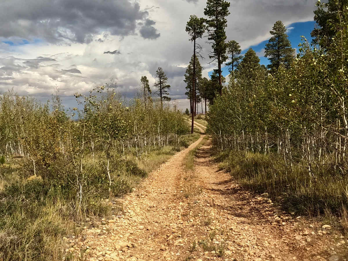 FS 633D trail photo