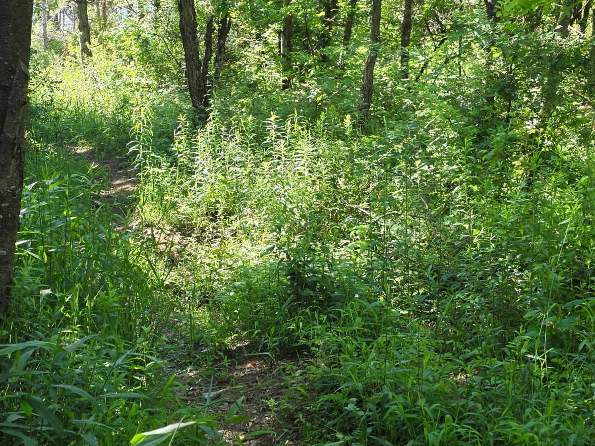 Single Track O photo 4