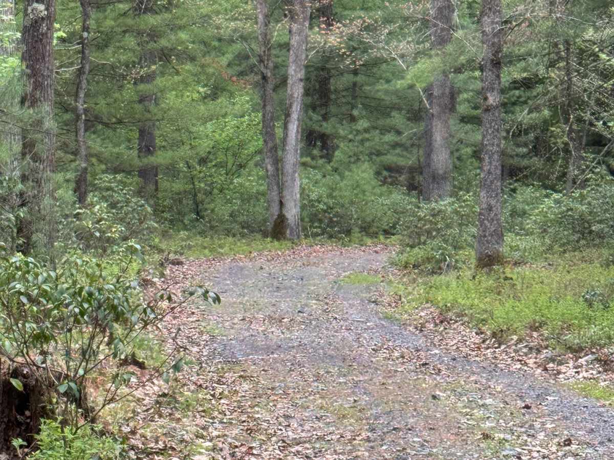 Coudy Pike Trail photo 4