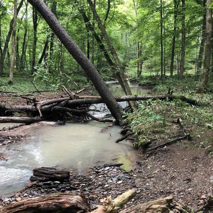 Near Red Trail