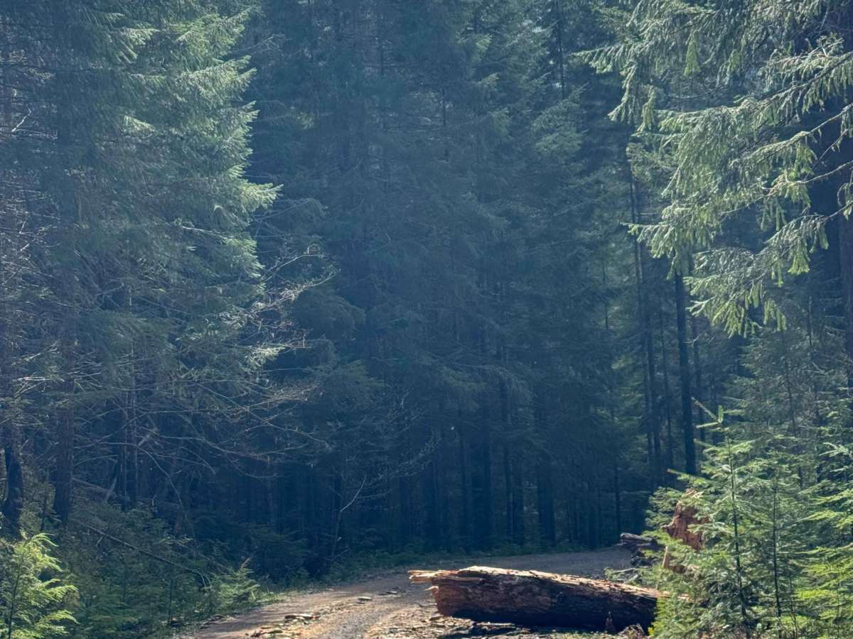 Carlton Creek Road- FS 4400 photo 6