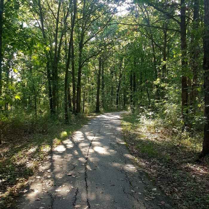 The early part of the trail, surrounded by boxelder maple trees. Near Rabbit Run Park Loop