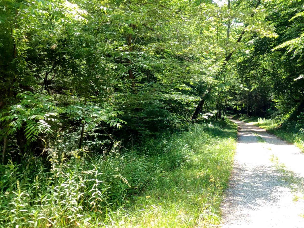 Wayne Benson Road trail photo