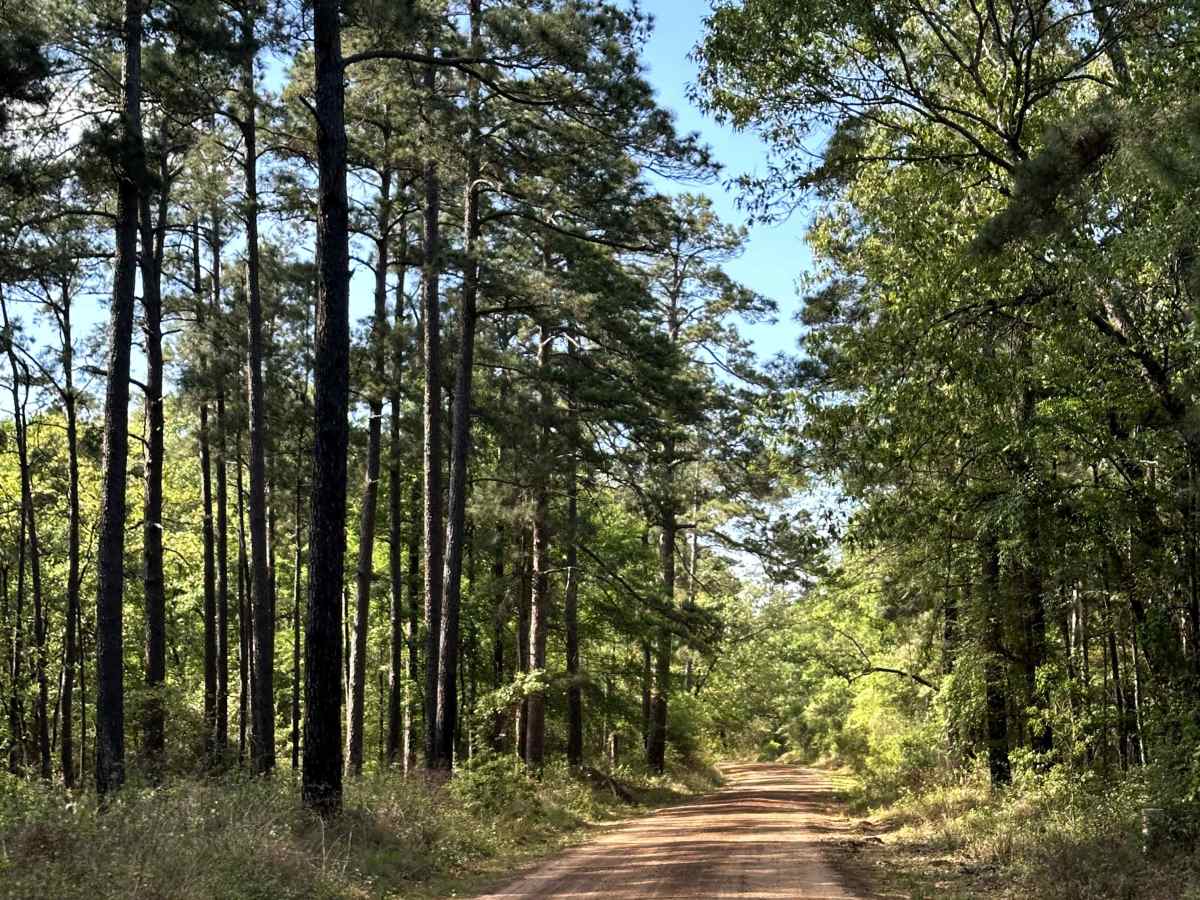 Bill Adams Fork photo 4