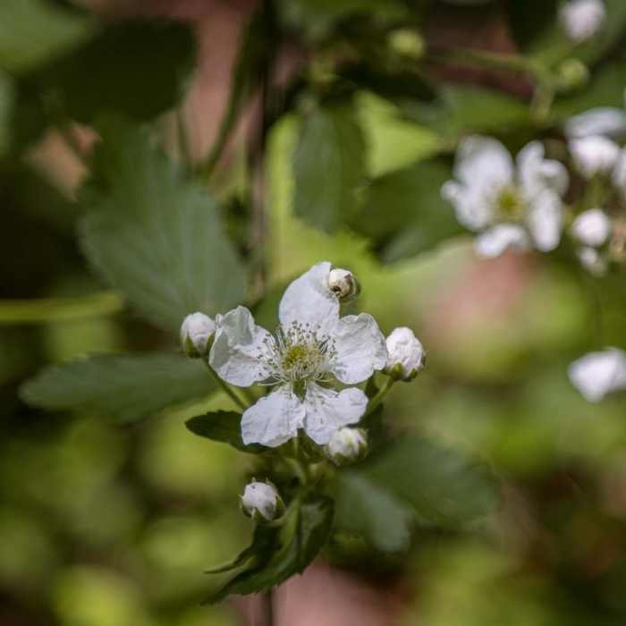 Near Dogwood Loop Trail Near Dogwood Loop Trail