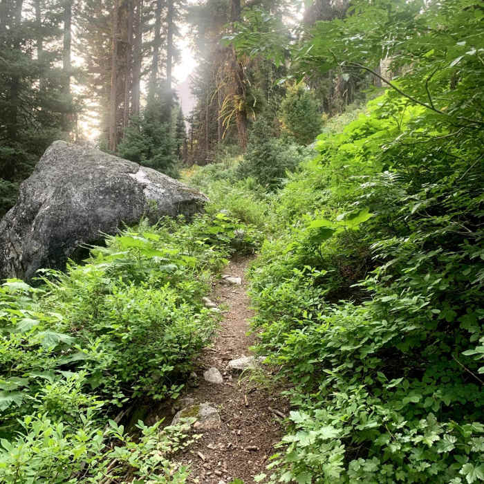 Near South Fork Payette River Trail #452