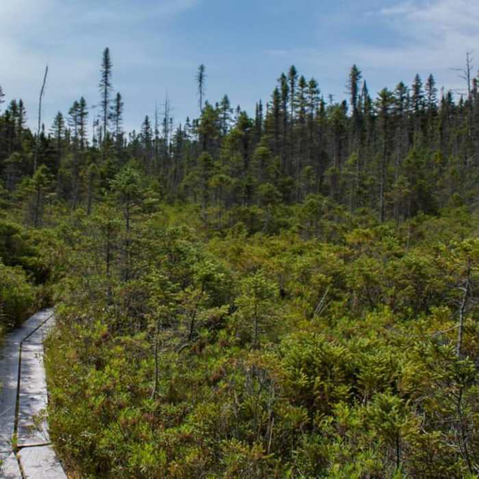 Near Peacham Bog Loop Trail Near Peacham Bog Loop Trail