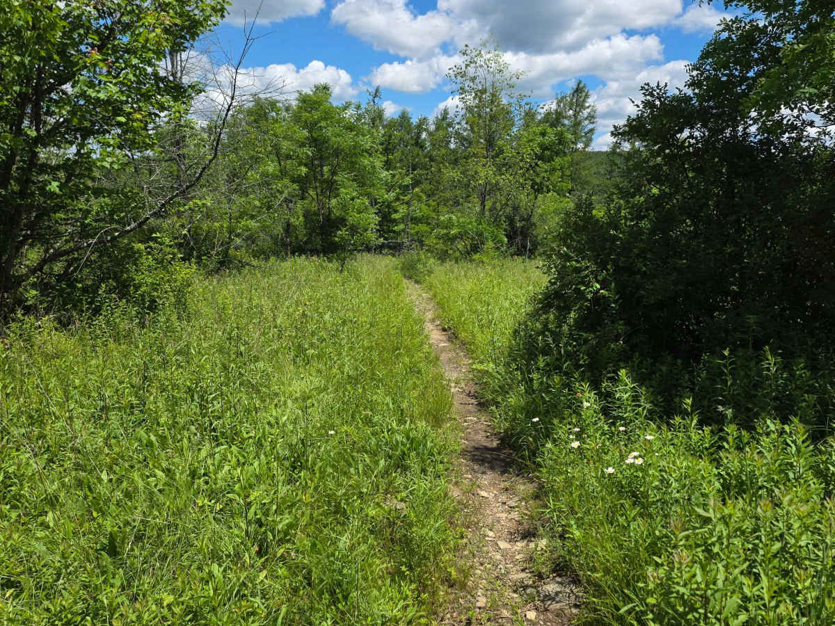 Single Track MM photo 3