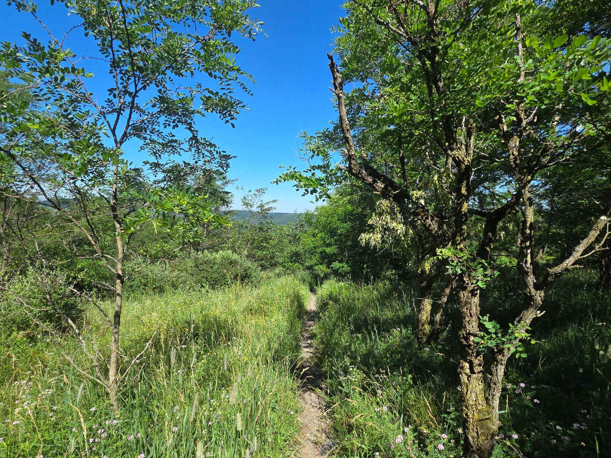 Single Track Q trail photo