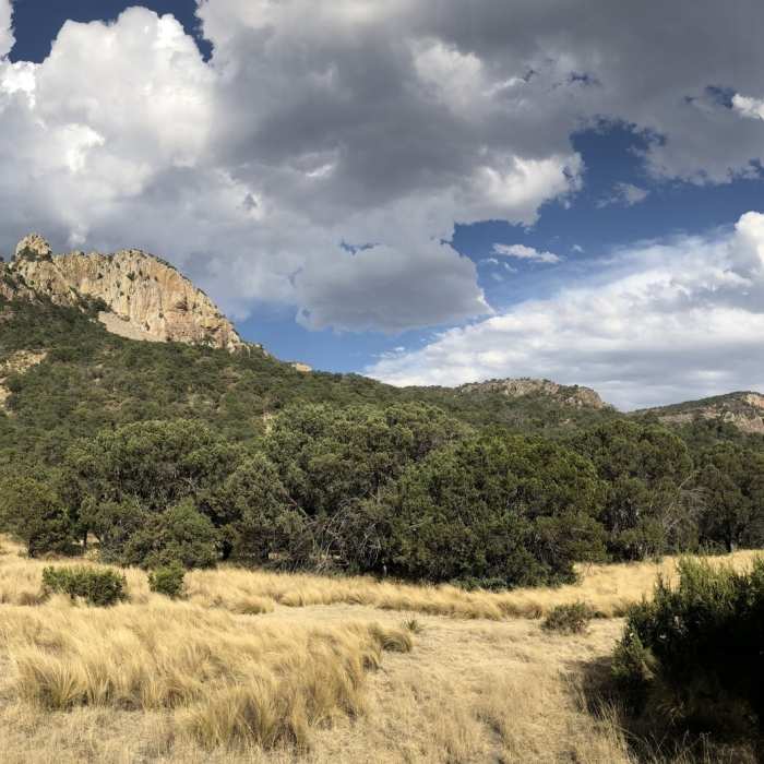 Near Laguna Meadow Trail