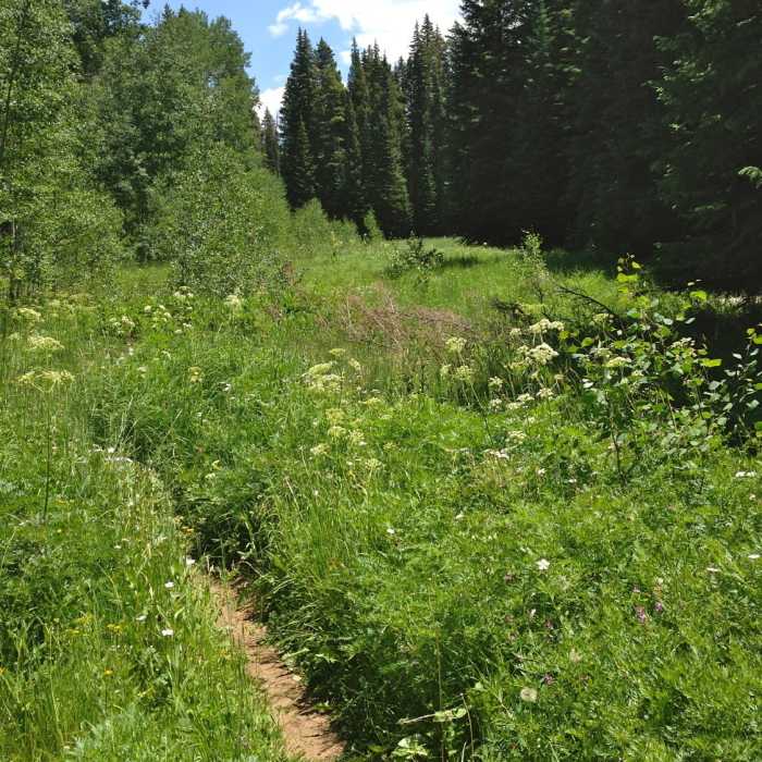 Near Basalt Mountain Trail