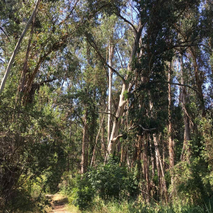 Near Inspiration Loop Trail