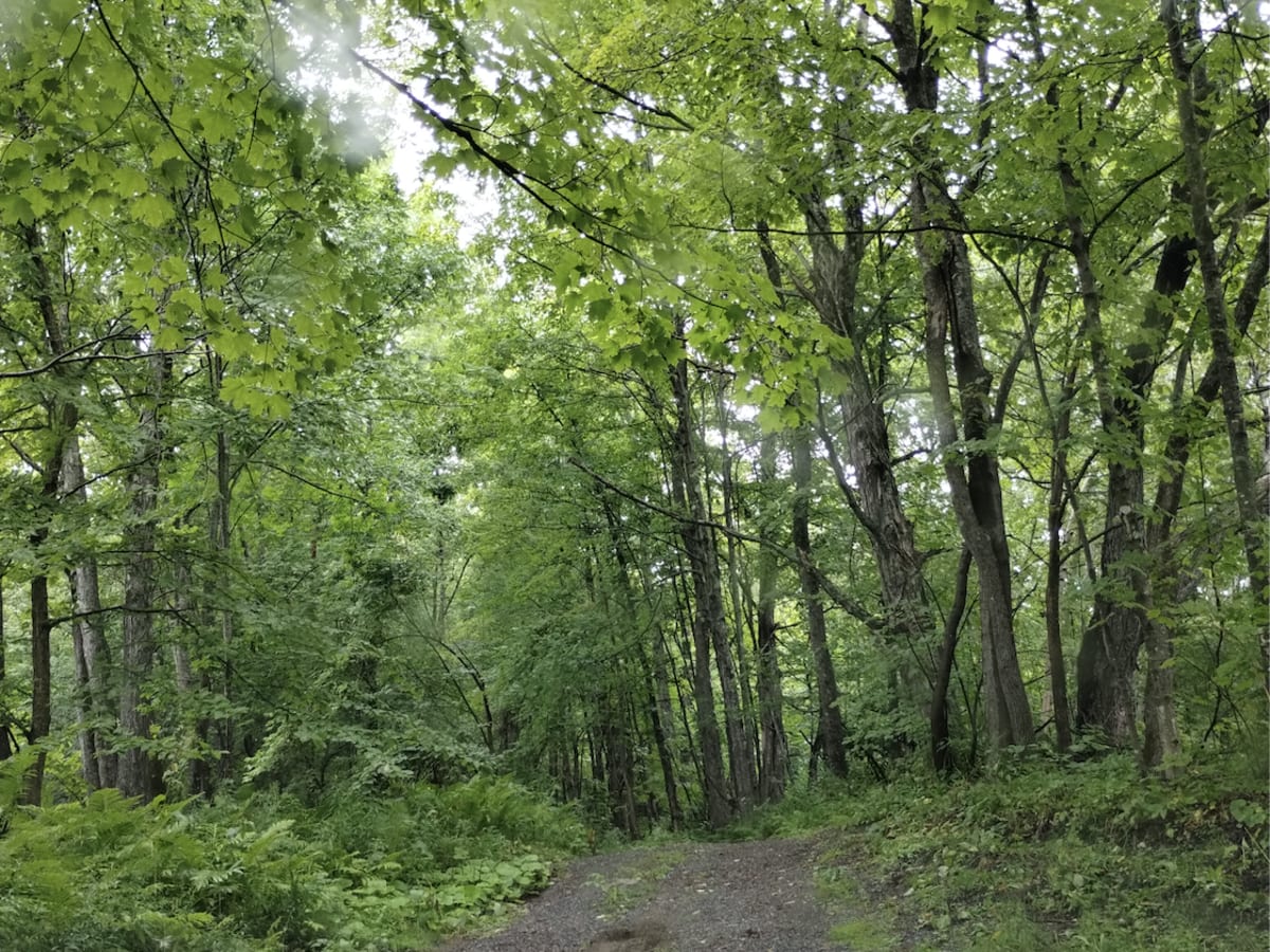 Cliffard Pond Trail photo 5