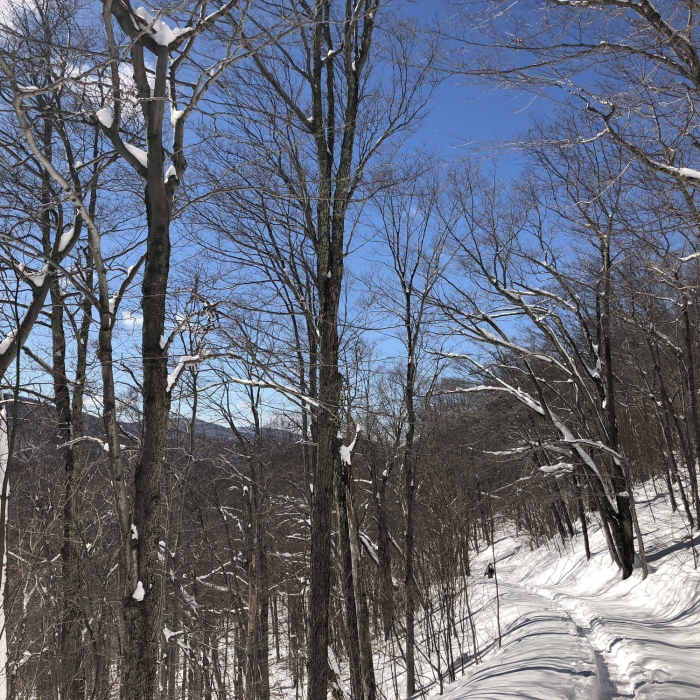 Near Spruceton Trail Shelter Out-and-Back