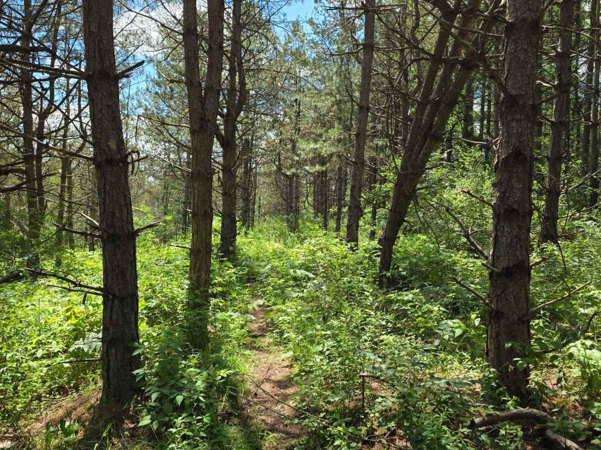 Single Track EE photo 4