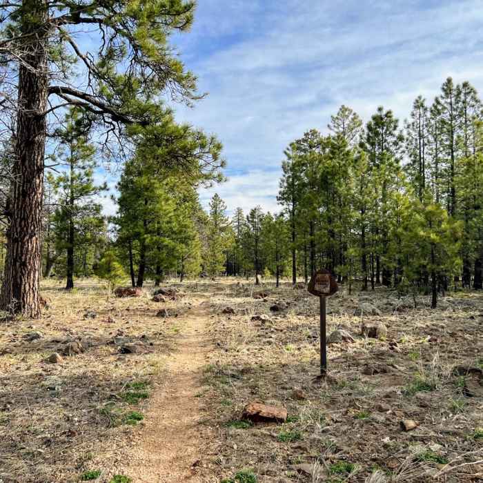Near Arizona Trail Passage 27: Blue Ridge Near Arizona Trail Passage 27: Blue Ridge