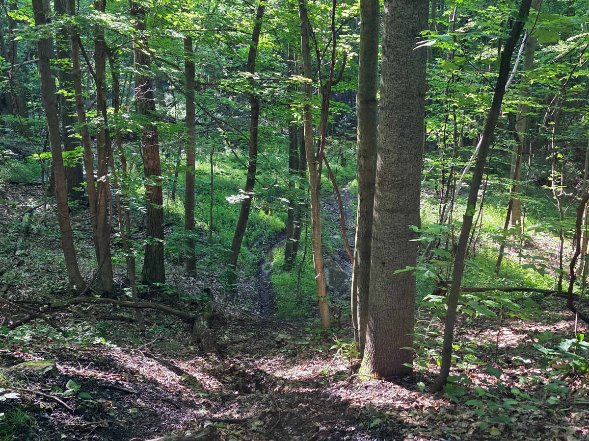 Single Track C3 photo 3