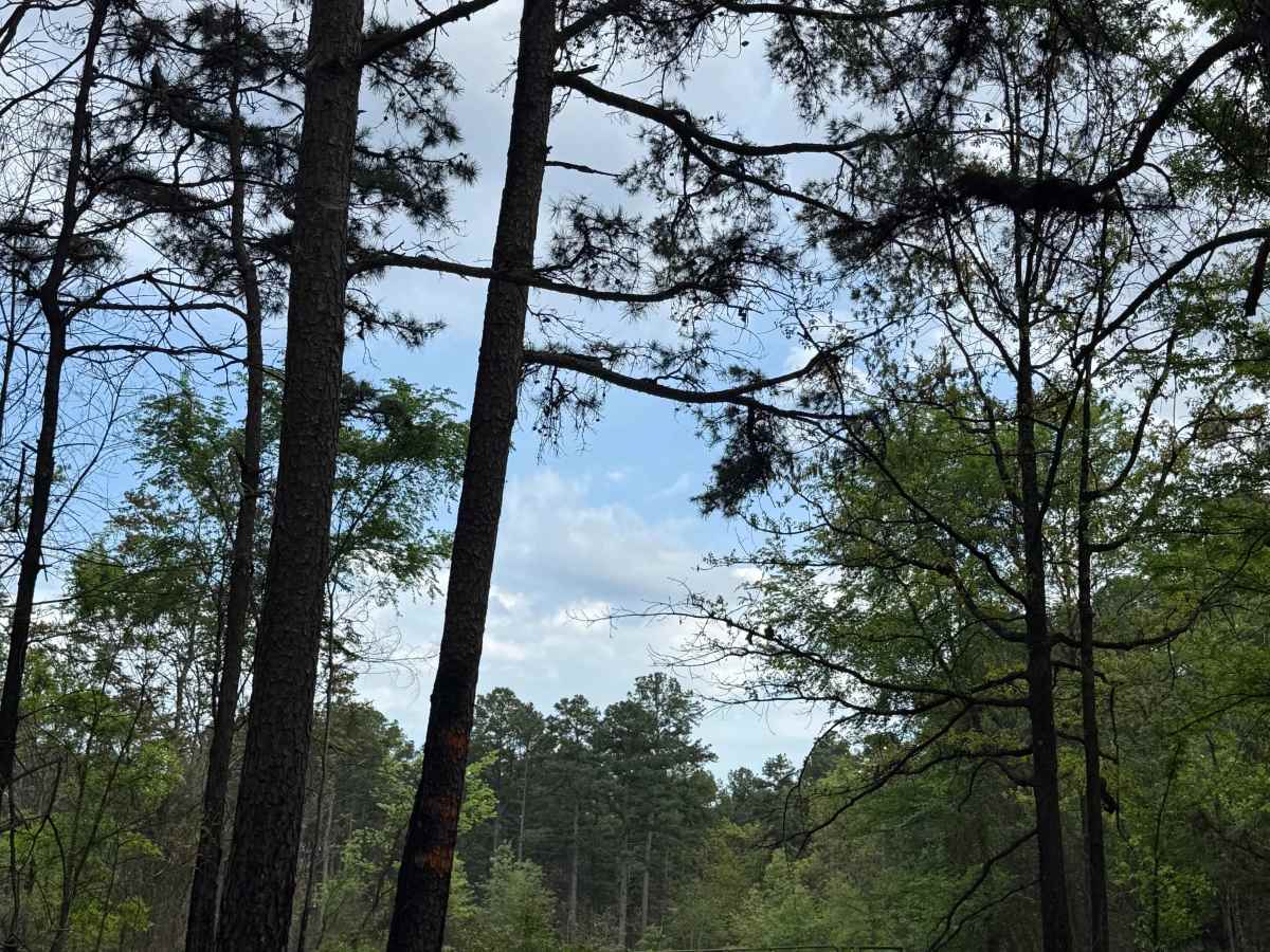 Hillside Holler photo 6