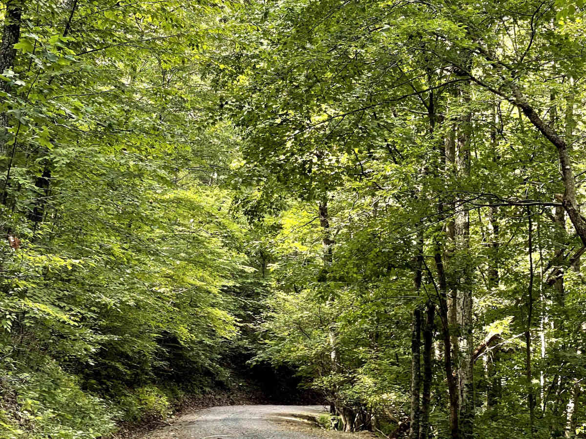 VA 614 photo 2