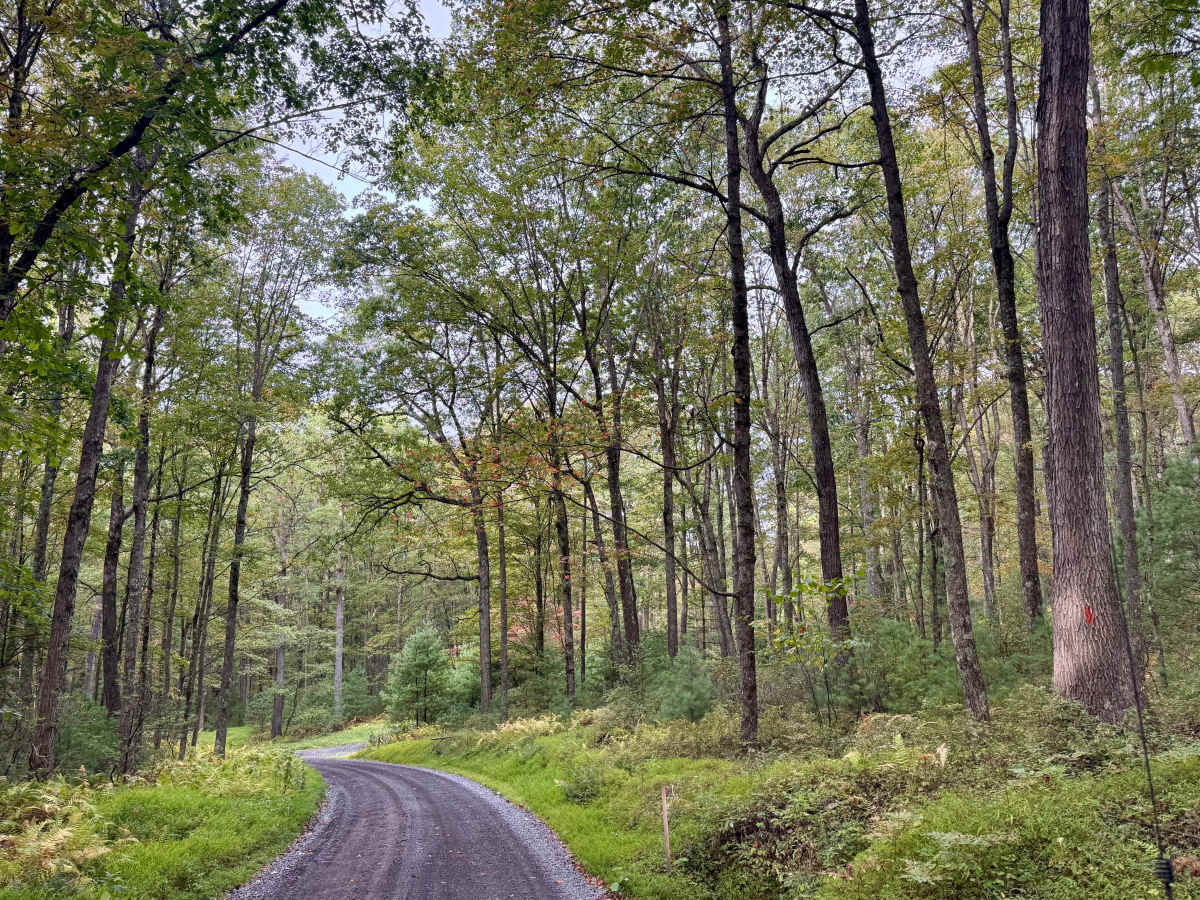 Pfoutz Valley Rd trail photo