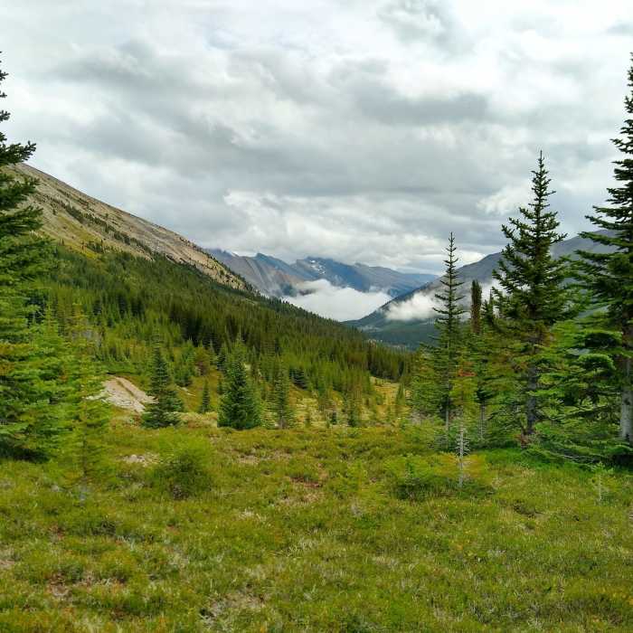 Mountains, the thinning fir forest, and meadows are seen behind, to the southeast, as Maligne Pass Trail climbs to Maligne Pass. Near Maligne Pass Trail