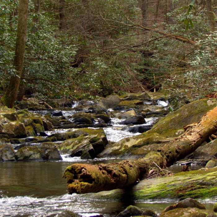 Near Big Creek, Big Frog, Yellow Stand Lead Trail Loop