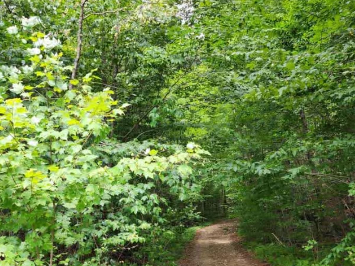 Flansberg Trail photo 4