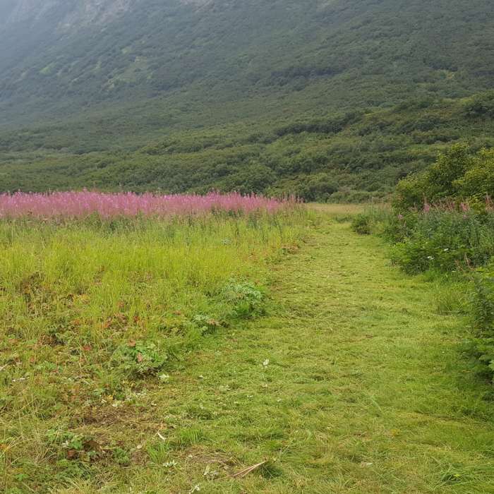 Passing through the Fireweed along the ocean on the Shoup Bay Trail. Near Shoup Bay Trail Out-and-Back