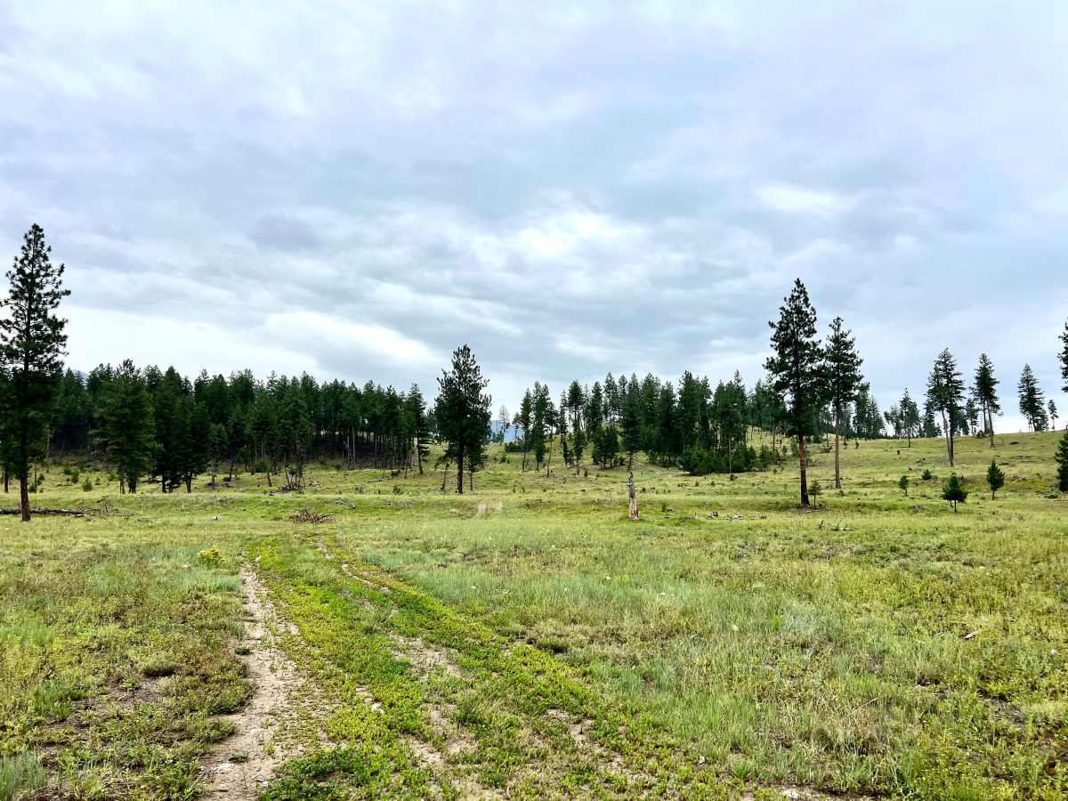 Grassy Meadows photo 3