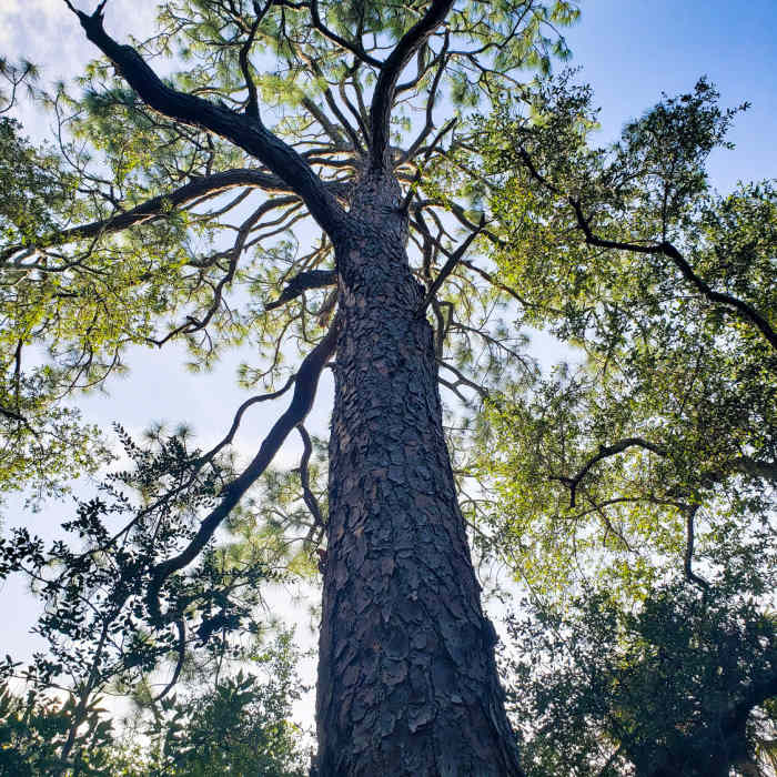 Enormous slash pine Near Bella Vista Trail