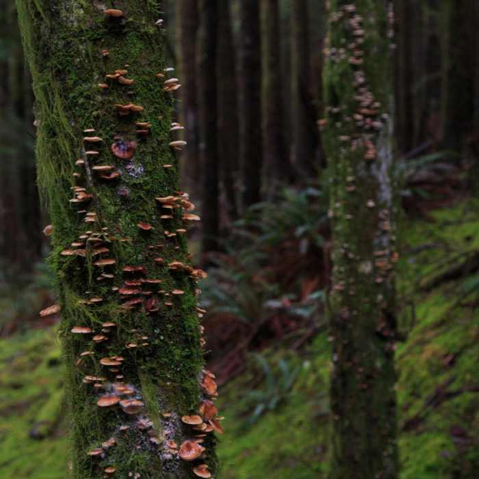 Near Oregon Coast Trail Section 5