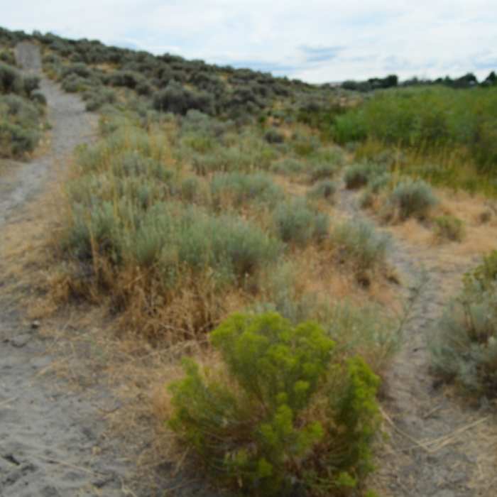 Near Rail Road Trail