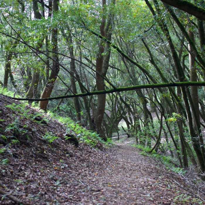 The trail descending through the woods along a creek bed. Near Lost Creek Loop Trail