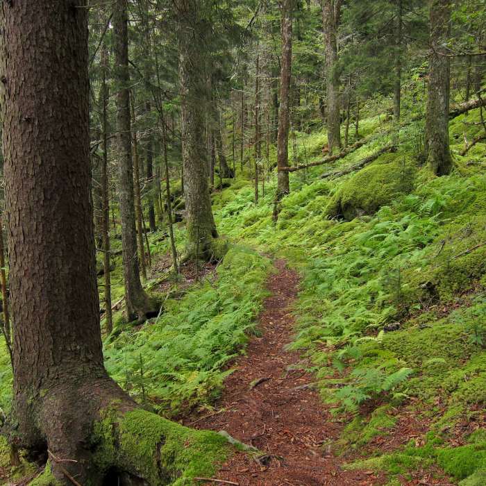 Forest on Baxter Creek Trail in Great Smoky Mountains National Park Near Mt. Sterling Loop (Big Creek / Baxter Creek)