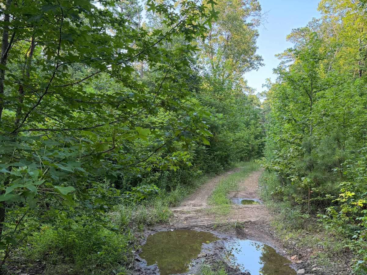 Rocky Branch photo 3