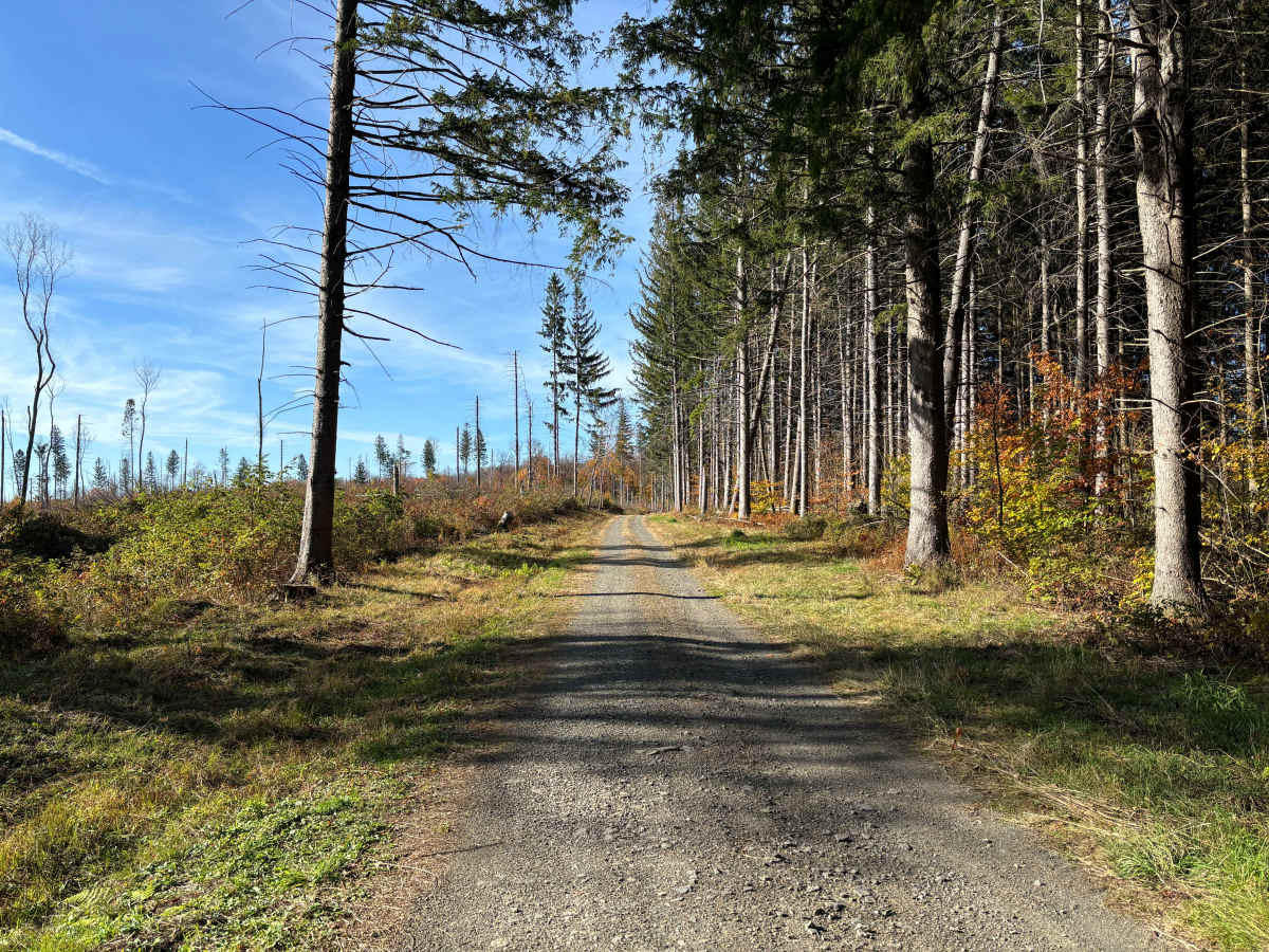 Maxon Creek State Forest trail photo