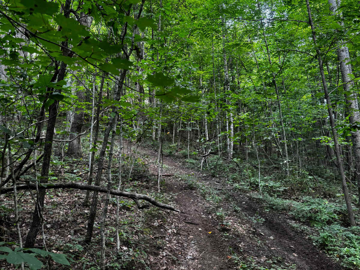 Trail 11B trail photo
