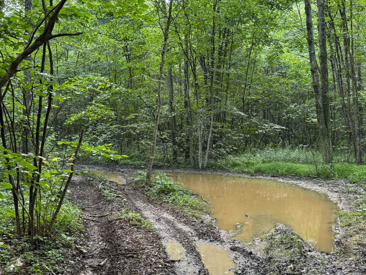 Trail 49 photo 3