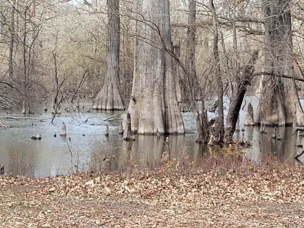 Enter Bodcau Wildlife Management Area photo 3